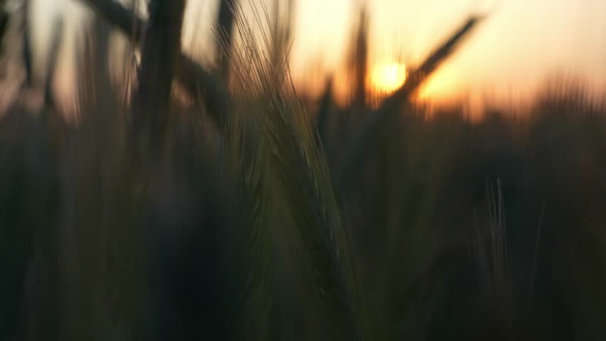 Golden wheat field gently swaying at sunset with ripe grain ears and farm buildings silhouetted on the horizon. Concept of harvest season, agriculture and peaceful rural countryside landscape. 4k 