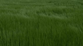 Mesmerizing green wheat field swaying in slow motion creating hypnotic wave patterns in gentle breeze during peaceful summer day. Concept of meditation, harmony with nature and mindfulness relaxation. - Powered by Shutterstock - Get 15% off with code: PIKWIZARD15