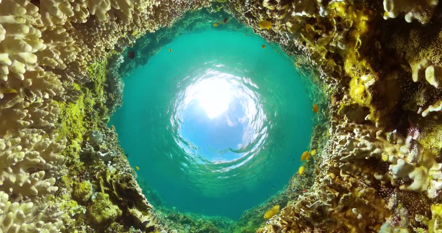 Underwater seascape, tropical fish and coral reef. Marine sanctuary landscape scene.