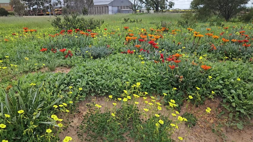 A display of wild flowers on the edge of the road in Western Austalian now that spring is here , bright colors of yellow red and orange 