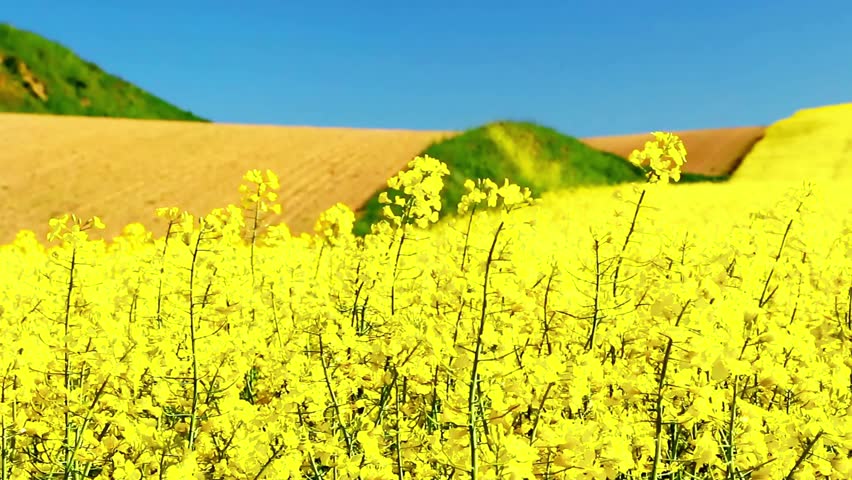 A field of yellow flowers stretches towards distant hills under a blue sky