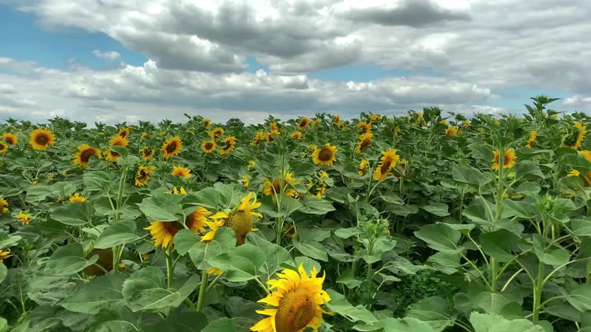 A vibrant sunflower field stretches under a cloudy blue sky