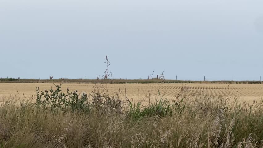Countryside journey by car through agricultural landscapes, showcasing Alberta farmland, distant barns, and wide open skies across the prairie horizon.