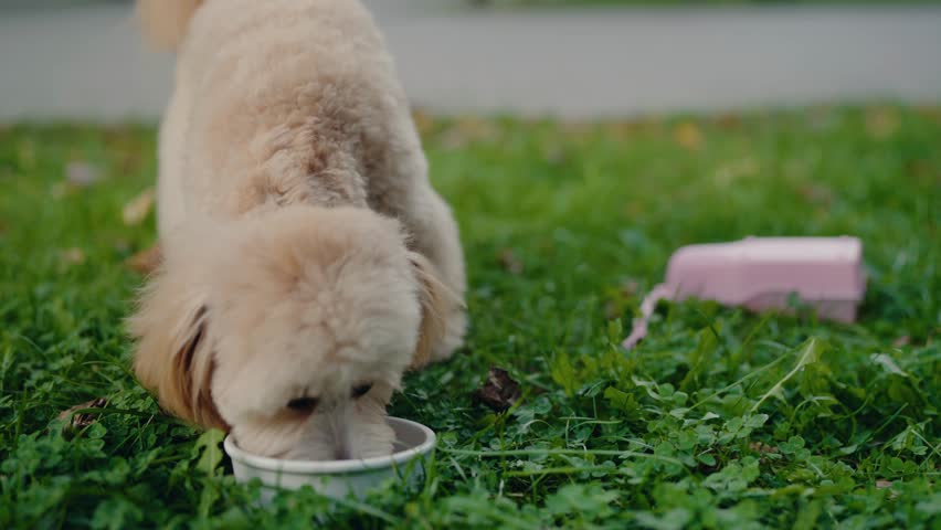 Small, adorable fluffy dog enjoys a meal outdoors in a park. The dog eats from a bowl on the grass. The dog is happy. Perfect for pet food commercials, dog-related content, and animal lovers.