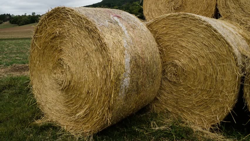 Round hay bales sit in a field under a cloudy sky