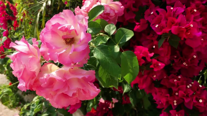 A vibrant display of pink roses and red bougainvillea flowers in full bloom