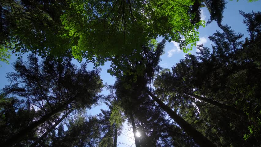 Looking up through the trees to see the sky above the forest