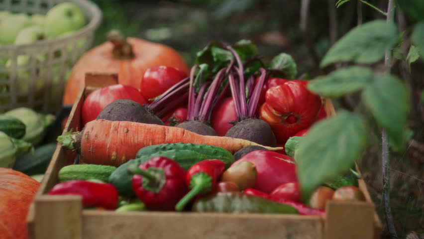 Close up view of fresh organic vegetables such as pumpkins, zucchini, carrots, beets, cucumbers, tomatoes and peppers with basket of apples harvested from garden