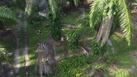 Aerial footage of a man flying drone around the isolated farm where outskirt is the suburban area. - Powered by Shutterstock - Get 15% off with code: PIKWIZARD15
