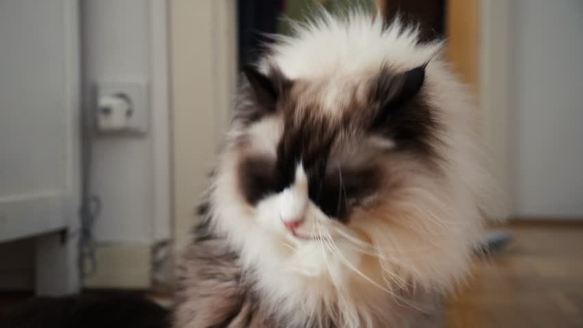 Close-up of a fluffy White male Ragdoll cat grooming itself indoors, captured in 4K at 24fps.