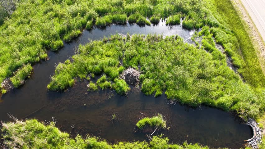 Aerial topdown view of lush wetland marsh in Lake Huron, Les Cheneaux Islands, Michigan