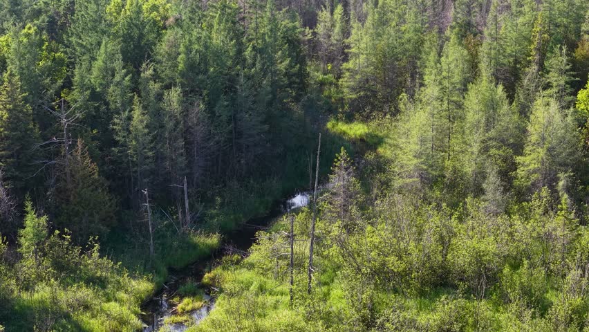 Aerial drone view of a winding stream cutting through a dense evergreen forest in the wilderness of Michigan’s Upper Peninsula.