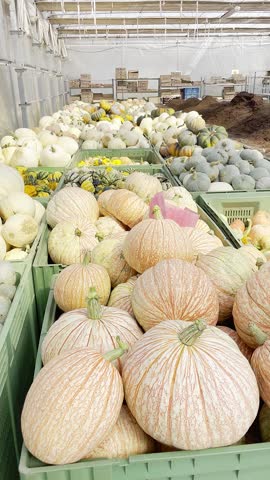 Lots of bright orange pumpkins