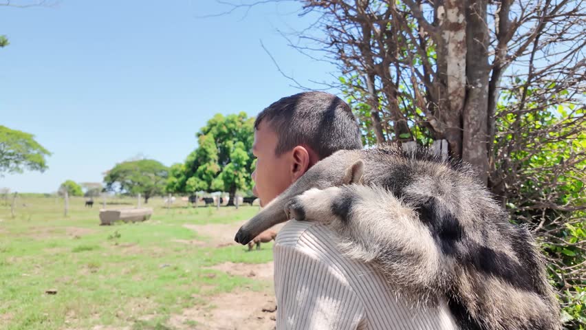 peaceful, candid scene of a child with his companion tamandua, highlighting a unique connection with nature and rural life.