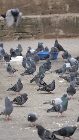 Flock of pigeons gathering near a blue bowl in the park