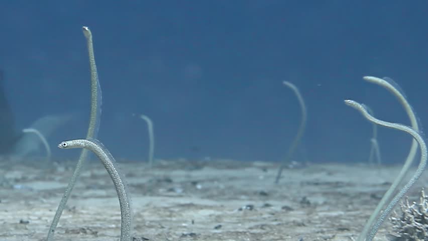 In tranquil depths of Red Sea, colony of elegant sea sand eels gracefully emerges from sandy seabed. Watch as they sway gently with currents, showcasing their unique beauty and behavior.