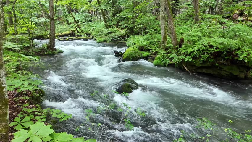 Lush Forest Stream in Japan