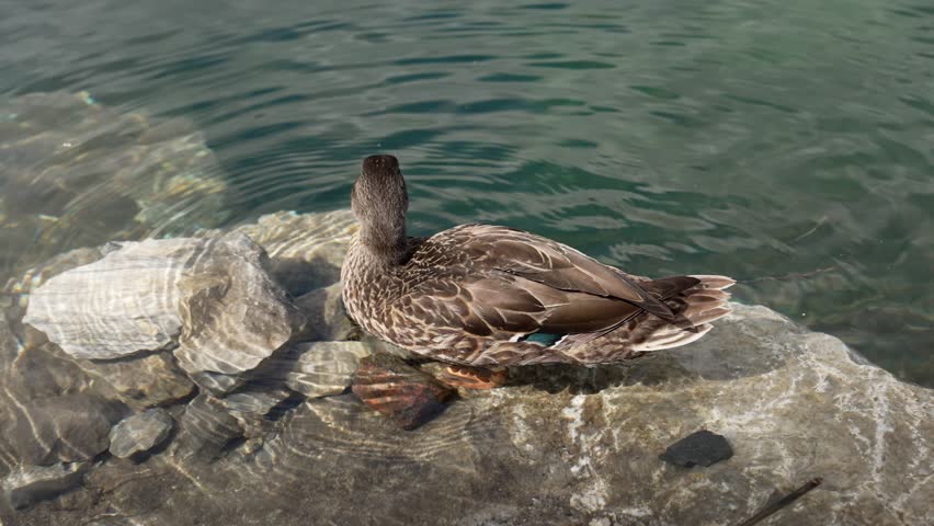 Female mallard duck drinking water from lake, creating gentle ripples spreading across clear surface with surrounding natural environment