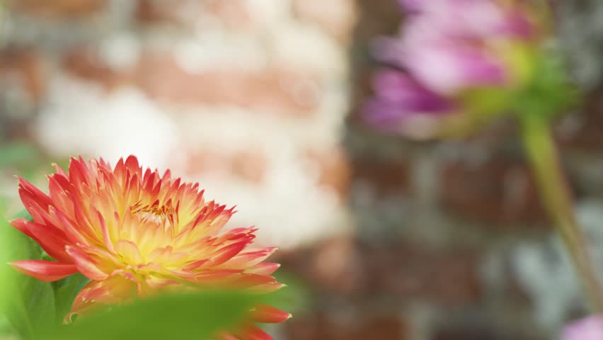 Macro camera slowly zooms on vibrant orange dahlia flower, soft background, natural daylight