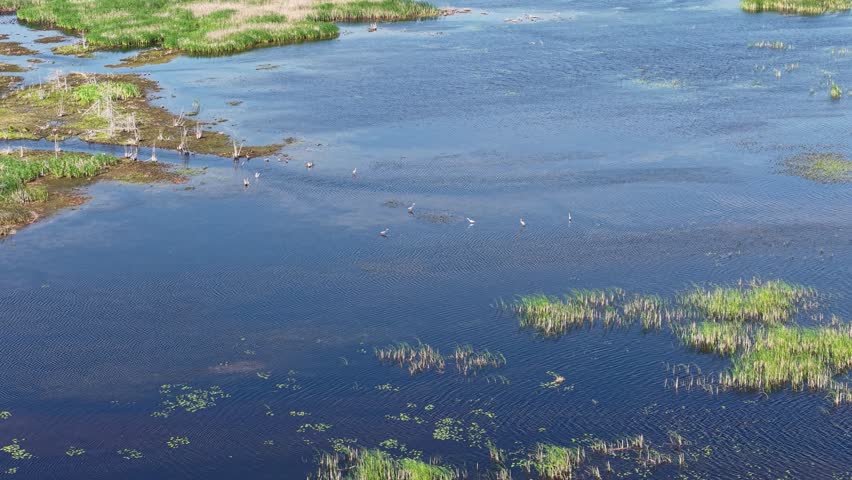 Aerial drone view of wetlands with shallow water, grassy patches, and flocks of birds across the marsh landscape.