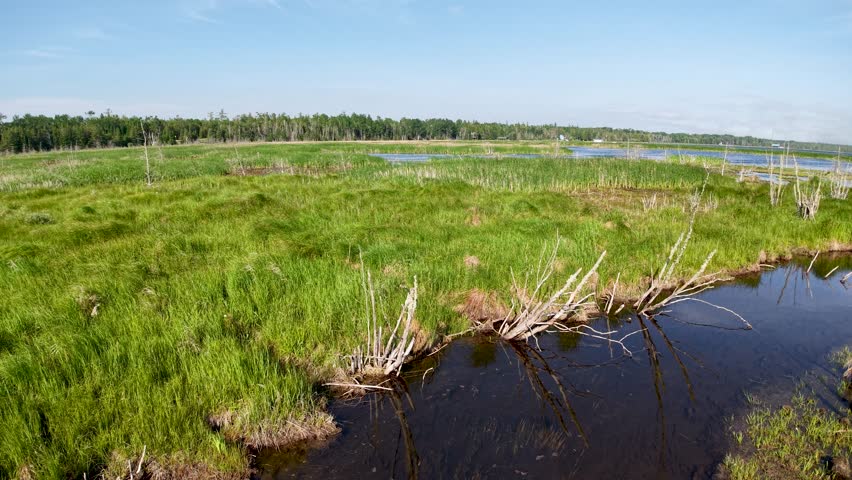 Aerial drone footage of wetlands with tall grasses, shallow water, and distant forest under a blue summer sky.