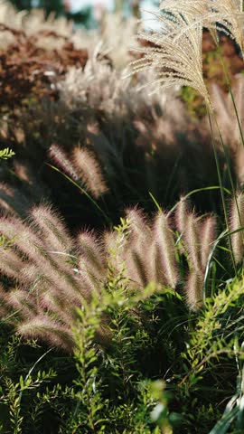 Ornamental grasses with fluffy plumes in garden sunlight
