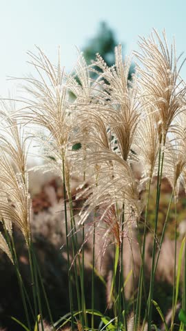 Tall ornamental grass with feathery plumes in sunlight