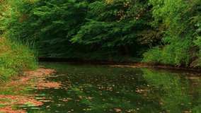 Shaded river flowing beside dense forest with floating golden leaves. River cutting through forest landscape during autumn time with fairy tale feeling. Darkened stream running near thick woodland - Powered by Shutterstock - Get 15% off with code: PIKWIZARD15