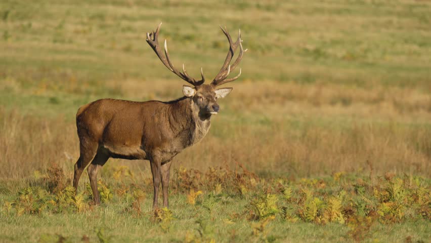 Roaring red deer with massive antlers standing proudly in meadow. Majestic stag bellowing in open grassy field under sunlight. Powerful wild buck calling out in natural landscape. Noble antlered deer