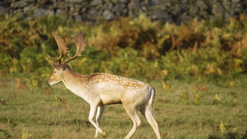 Fallow deer with spotted coat and large antlers walking gracefully in meadow. Spotted buck strolling calmly in lush grassy field under sunlight. Elegant wild stag moving peacefully through vibrant