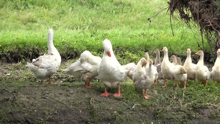 Geese, Goslings, Flock of Birds Sunbathing on a River, Stream, Creek in Delta, Birds