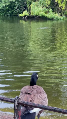 Canada goose and mallard duck in a central London park. One walks along the water edge while the other swims peacefully, showing how urban wildlife thrives in the heart of the metropolis