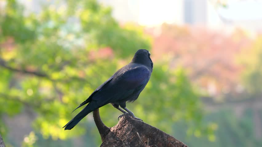 A big black raven or black crow is standing on tree timber, barking with sound before flying. Animal in nature portrait footage.