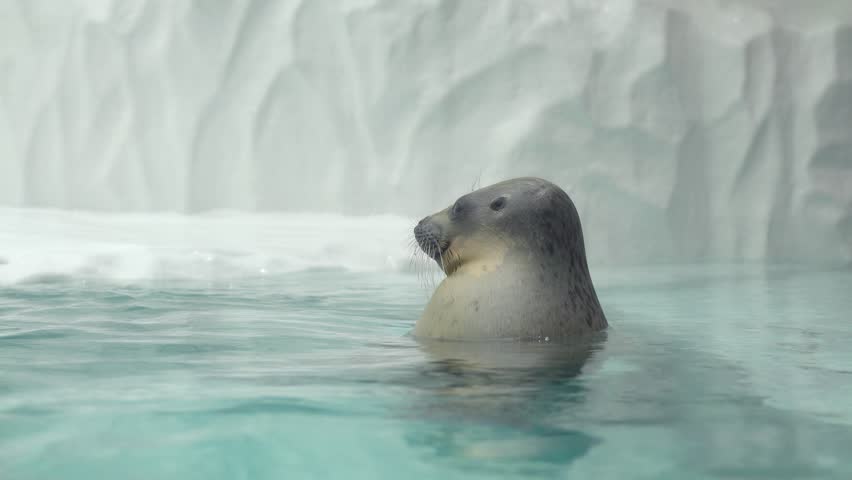 A cute seal is floating on the water surface with relaxing funny moment. Animal portrait footage.