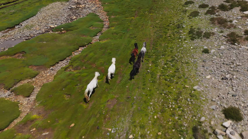 Herd of Horses Running on Green Highland Drone View