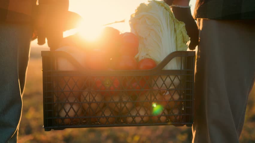 Two men farmers in plaid clothing carry a crate of vegetables in the countryside, representing teamwork, organic farming, and the healthy lifestyle of rural harvest.