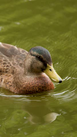 Mallard duck glides on green lake, natural daylight, smooth camera tracking, tranquil atmosphere
