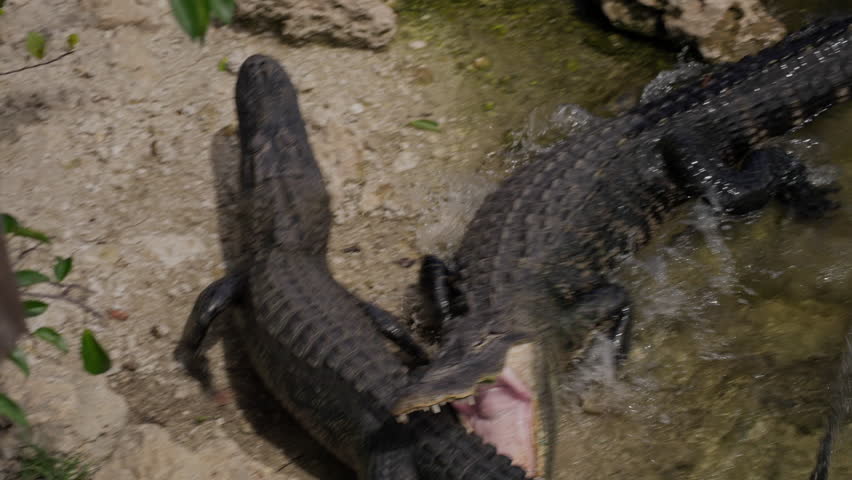 Alligator Biting Rival Tail During Aggressive Fight