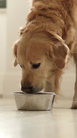 Adorable Golden Retriever Dog Drinks Water From A Food Bowl In A Light Kitchen, Vertical Video