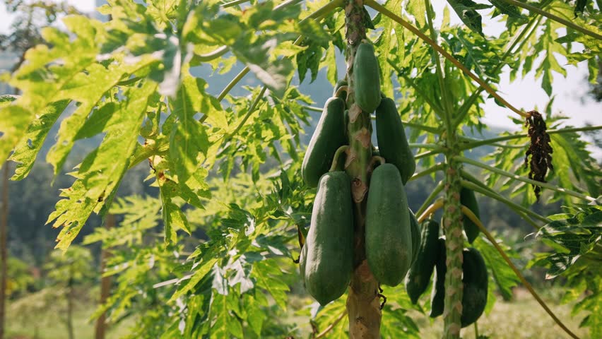 Green papayas hanging from branch, ripening amid sunlit tropical orchard with lush agricultural landscape in Thailand