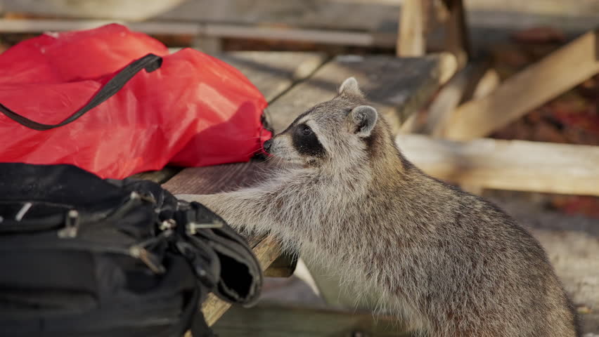 Raccoon Stealing Food from Picnic Table