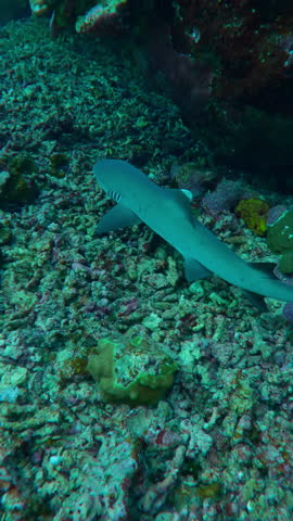 Vertical footage, Close up of Whitetip Reef Shark, Triaenodon obesus floating inside cave, Slow motion, Marine life in caves and canyons, Shark swims over sea bottom an underwater coral cave,