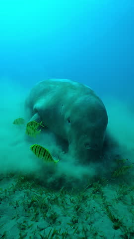 Vertical footage, Front side of Sea Cow feeds seaweed on bottom accompanied by school of Golden kingfish, Slow motion of Sea Cow, Dugong dugon and Golden Trevally, Gnathanodon speciosus
