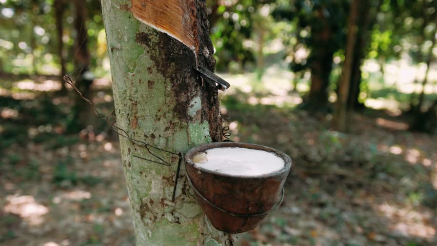 White latex dripping from a tapped rubber tree into a bowl in a plantation in Thailand