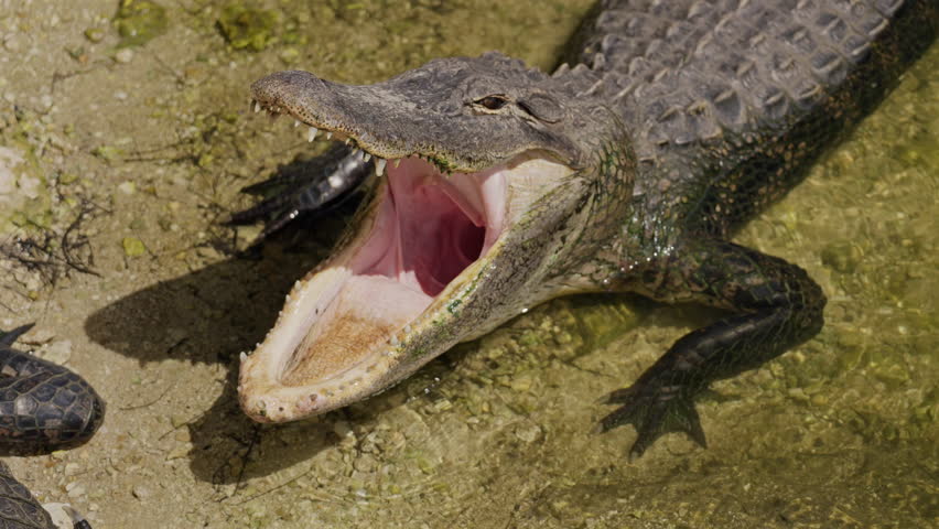Alligator with Wide Open Mouth in Water