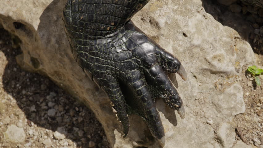 Alligator Foot Close Up on Rock