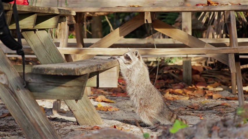 Raccoon Climbing on Wooden Bench Searching Food