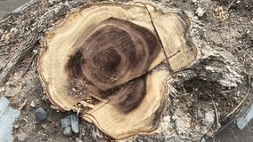 Close-Up of a Tree Stump Showing Texture and Growth Rings - Powered by Shutterstock - Get 15% off with code: PIKWIZARD15