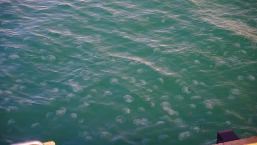 Jellyfish Fill Bay in Japanese Summer, Oita City Port