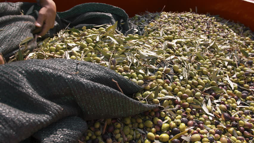 harvesting of olives for the production of extra virgin olive oil